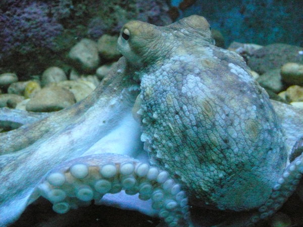 Octopus